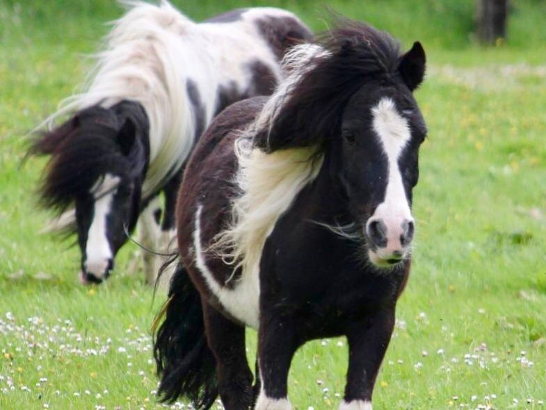 Reitschule Hippo-Fun sucht Pony-Paten