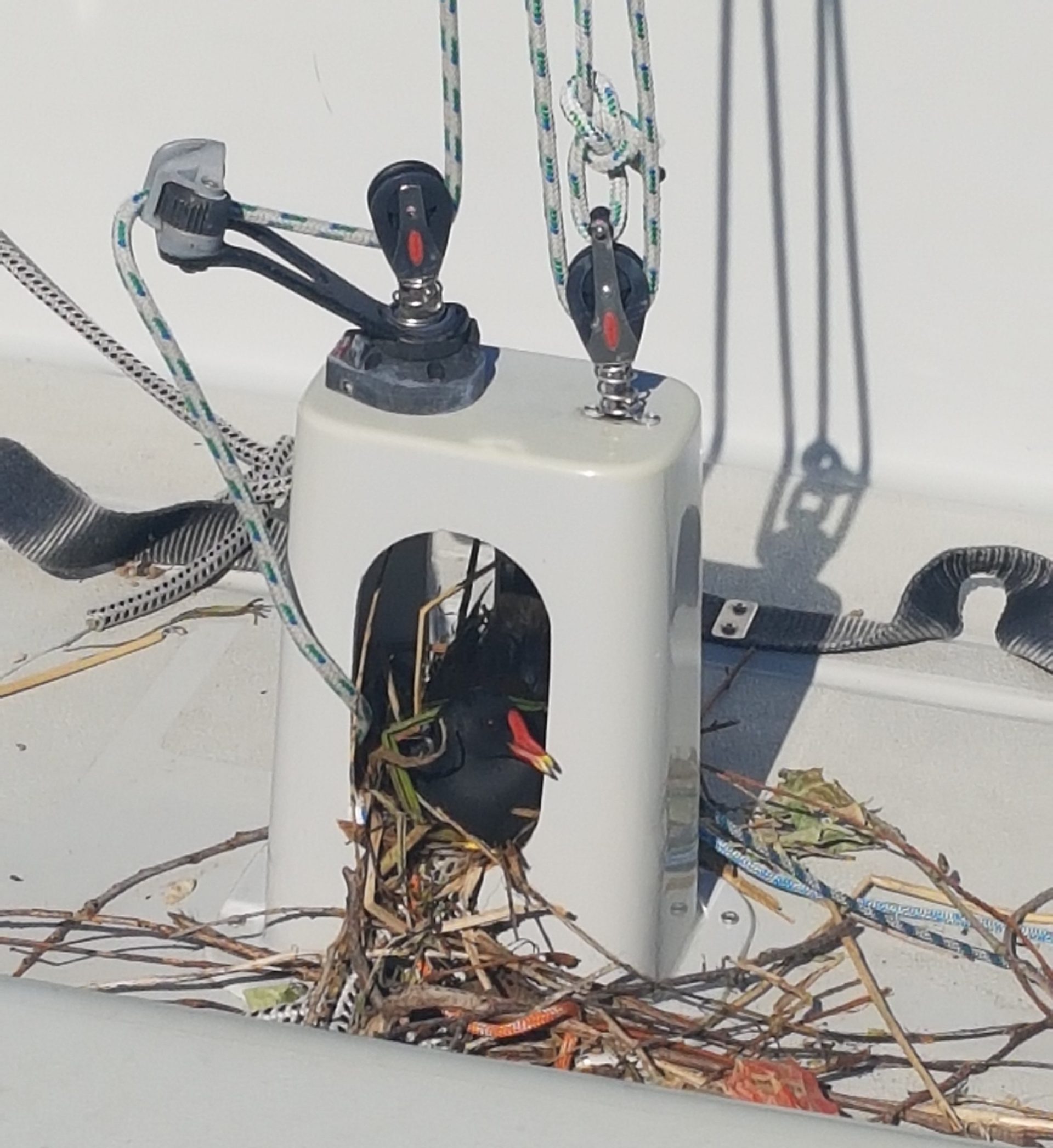 Später Saisonstart blockiert – Blässhuhn war schneller