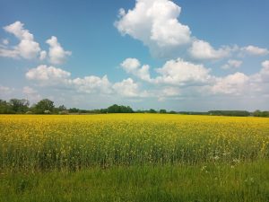 Landschaftsbild MünsterMarsch 2023, Raps, blauer Himmel