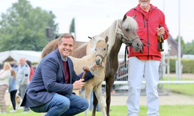 Das Pferd soll bleiben – Das Pferd ist geblieben