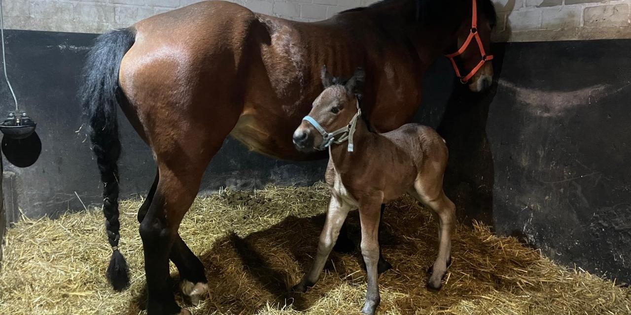 Spendenaktion für neues Schulpferd